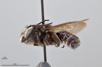 Media type: image;   Entomology 790024 Aspect: habitus lateral view